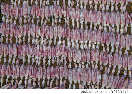 Delicious dry squid in Thailand. Delicious dry squid in Thailand. 54155175