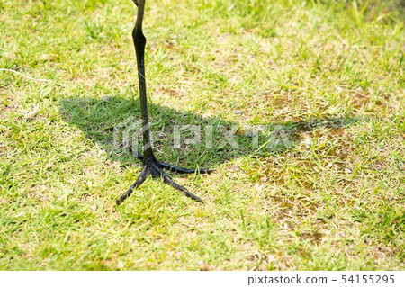 [大白鷺]腳和陰影 54155295