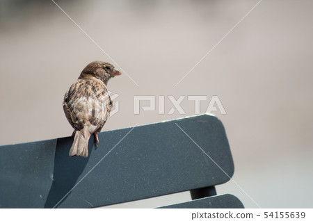 closeup of sparrow standing on wooden chair  54155639