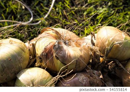 onion harvest 54155814