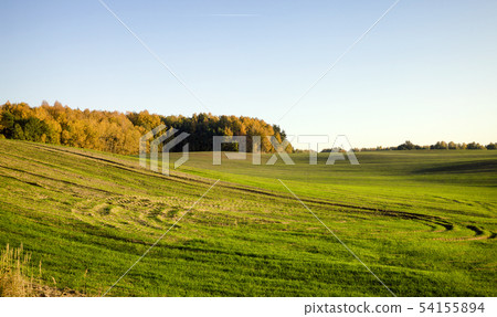 green sprouts of ears 54155894