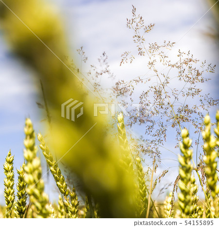 green rye ears 54155895