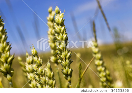 green rye ears 54155896