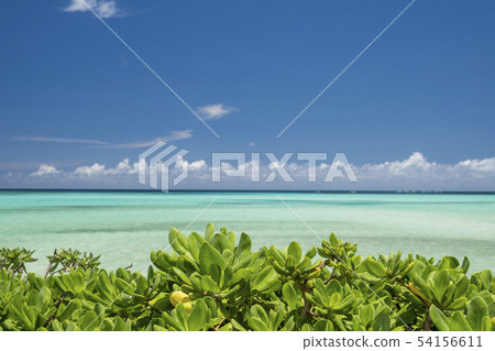 珊瑚礁海 54156611