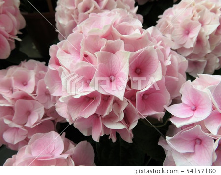 棉花糖 棉花糖 54157180