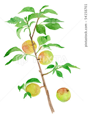 Prunus mume plum berry 54158701