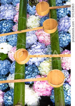 Hydrangea of Yanagiya Kannon Hydrangea of Yanagiya Kannon 54158963