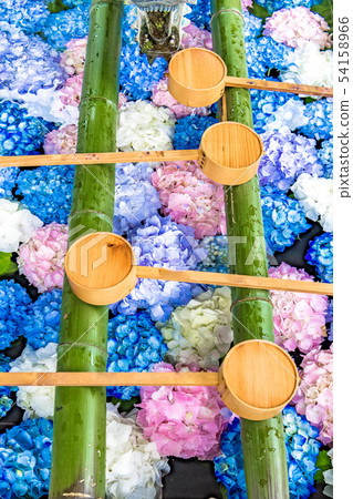 Yanagiya Kannon繡球花 54158966