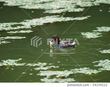 Grebe preying on crustaceans 54159122