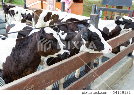 Many young cow are raised in the cows at the farm. 54159181