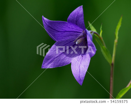 Beautiful Purple Kikyo Beautiful Purple Kikyo 54159375