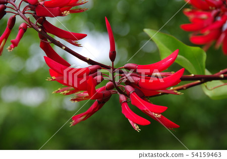 Flower of Coral Gland 54159463