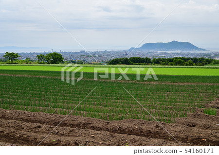 Taking a picture of the early summer scenery of a long onion field in the field farming area of Kochi-cho, Hakodate, Hokkaido Taking a picture of the early summer scenery of a long onion field in the field farming area of Kochi-cho, Hakodate, Hokkaido 54160171