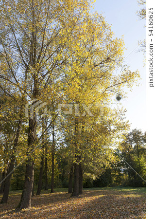 Yellow foliage, autumn Yellow foliage, autumn 54160625