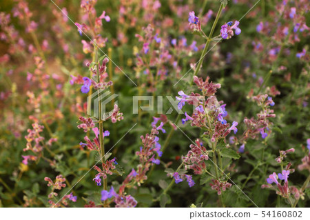 Purple wildflowers close-up background Purple wildflowers close-up background 54160802