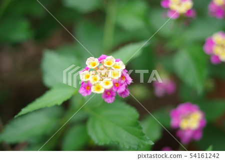 Lantana 54161242
