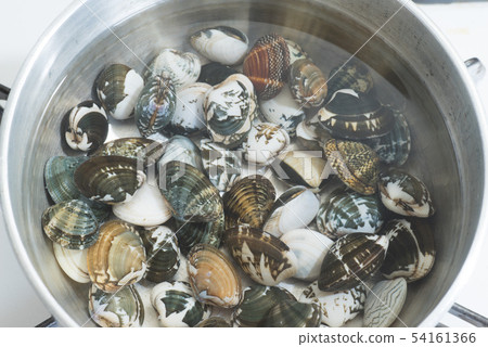 Clams in a pot Clams in a pot 54161366