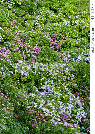 hydrangea hydrangea 54161379