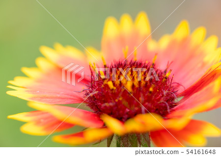 Gaillardia 54161648