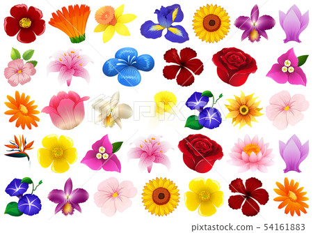 Set of different flower Set of different flower 54161883