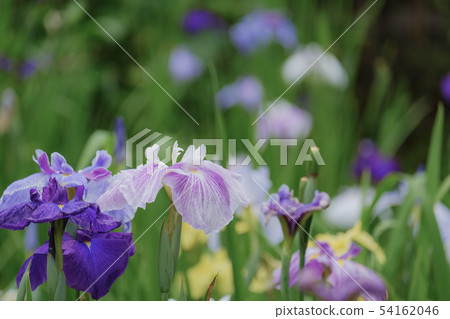 Iris flower Iris flower 54162046