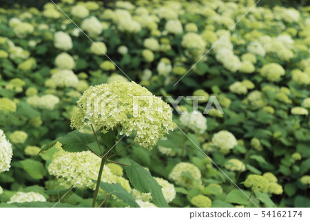 繡球 繡球 54162174