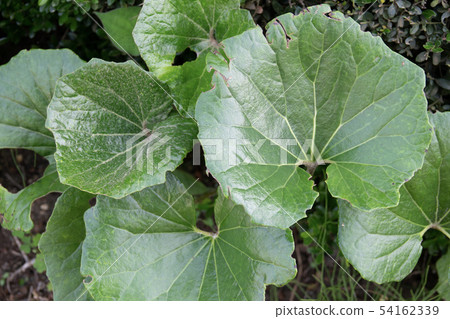 Thick and firm leaves 54162339