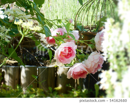 玫瑰茉莉花 玫瑰茉莉花 54162680