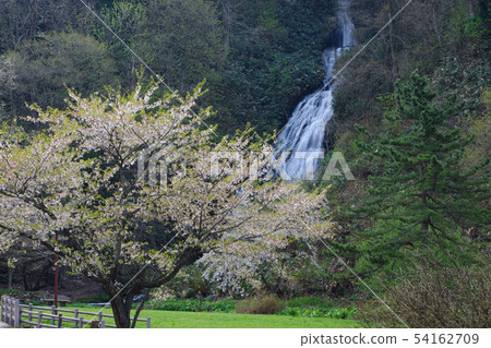 The spring of Nanataki Akita 54162709