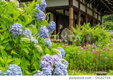 Hanwaka Temple Hydrangea and Cosmos co-starring 54162749
