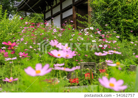 Hanwaka Temple Hydrangea and Cosmos co-starring 54162757