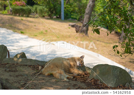 Stray cats on Onomichi 54162958