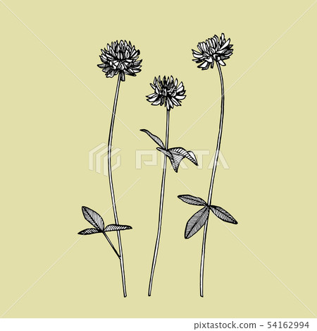 Clover plants. Botanical illustration. Good for cosmetics, medicine, treating, aromatherapy, nursing Clover plants. Botanical illustration. Good for cosmetics, medicine, treating, aromatherapy, nursing 54162994