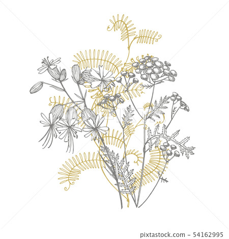 Branch of wild plant Vicia cracca. Tufted Vetch or Vicia cracca, vintage engraved illustration 54162995