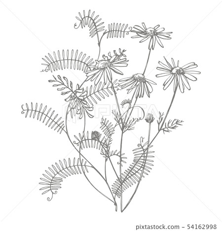 Branch of wild plant Vicia cracca. Tufted Vetch or Vicia cracca, vintage engraved illustration Branch of wild plant Vicia cracca. Tufted Vetch or Vicia cracca, vintage engraved illustration 54162998