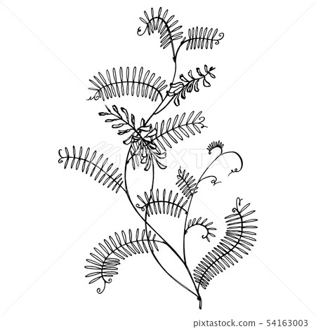 Branch of wild plant Vicia cracca. Tufted Vetch or Vicia cracca, vintage engraved illustration Branch of wild plant Vicia cracca. Tufted Vetch or Vicia cracca, vintage engraved illustration 54163003