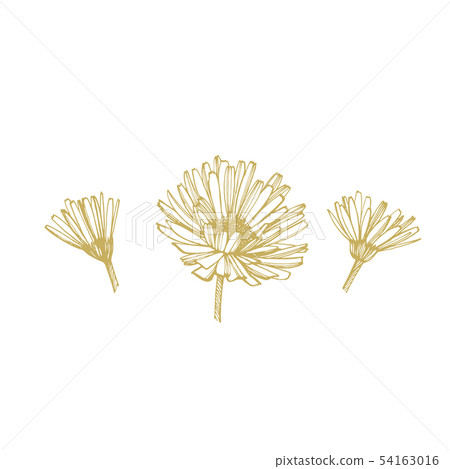 Calendula or daisy flower. Botanical illustration. Good for cosmetics, medicine, treating Calendula or daisy flower. Botanical illustration. Good for cosmetics, medicine, treating 54163016