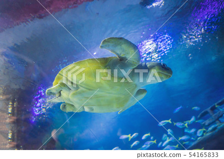 A Sea turtle seen at the Aquarium A Sea turtle seen at the Aquarium 54165833