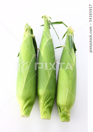 玉米 54165917