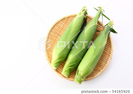 玉米 54165920