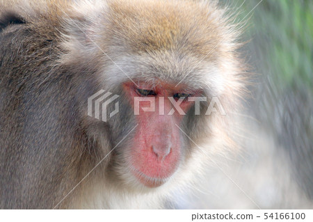 Japanese macaques 54166100