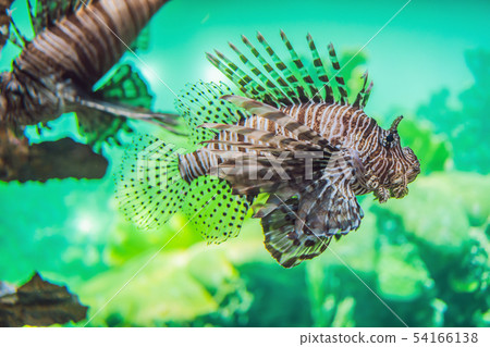 aquarium colourfull fishes in dark deep blue water 54166138
