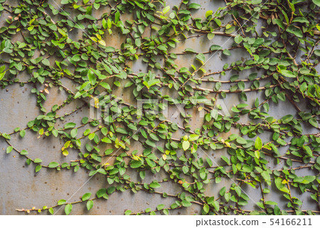 Texture of the old wooden fence and lash plants Texture of the old wooden fence and lash plants 54166211