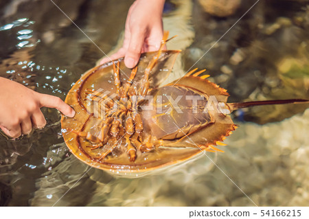 The horsetail crab is a detachment of aquatic helicera from the merostomy class. The name is given 54166215