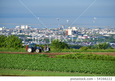 Taking pictures of summer radish harvest in the field farming area of Kochi Town, Hakodate City, Hokkaido Taking pictures of summer radish harvest in the field farming area of Kochi Town, Hakodate City, Hokkaido 54166222