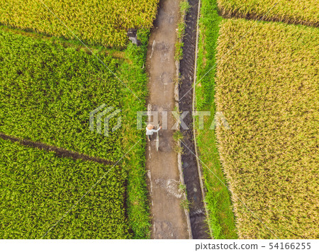 Image of beautiful Terraced rice field in water season and Irrigation from drone,Top view of rices Image of beautiful Terraced rice field in water season and Irrigation from drone,Top view of rices 54166255