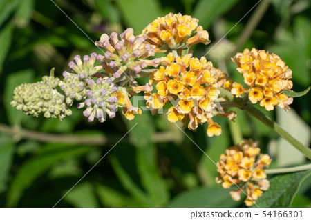 Buddleja Sungold, Buddleja weyeriana 54166301