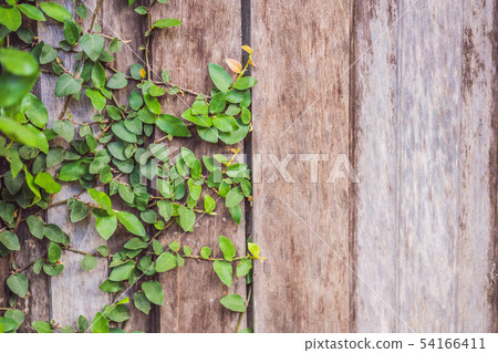 Texture of the old wooden fence and lash plants Texture of the old wooden fence and lash plants 54166411