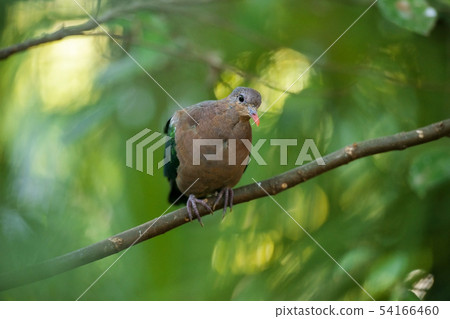 Emerald Ground Dove Emerald Ground Dove 54166460