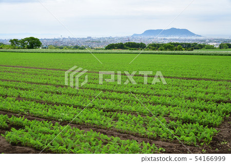 Taking a picture of the early summer scenery of a carrot field in the field farming area of Kochi-cho, Hakodate, Hokkaido 54166999